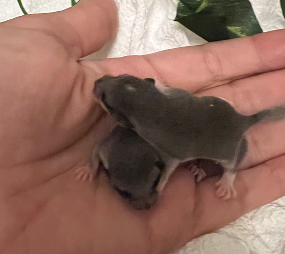 African Pygmy Dormouse Pups