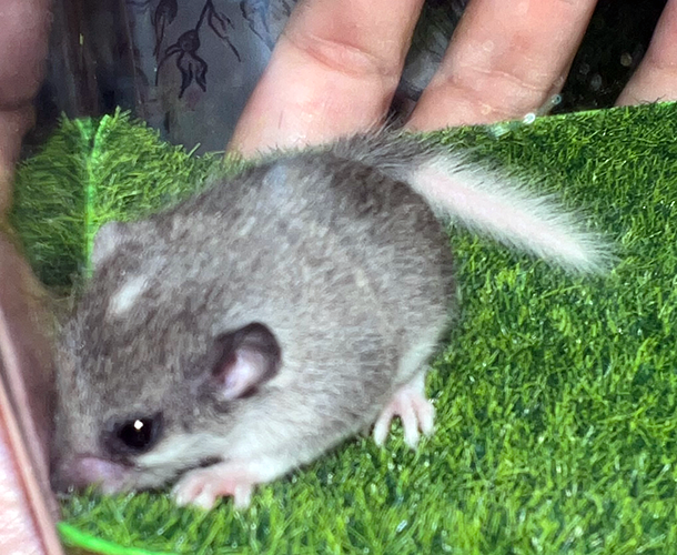 African Pygmy Dormouse Pups